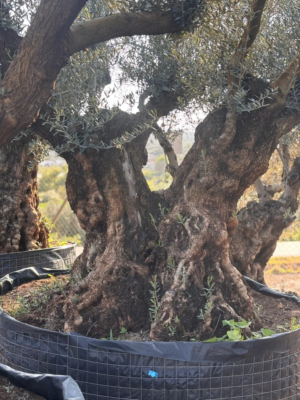 Olivo exclusivo de forma única en el vivero de Olivos Burgos, ejemplar nº 1