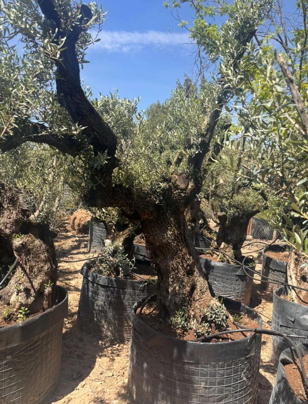 Olivo exclusivo de forma única en el vivero de Olivos Burgos, ejemplar nº 6