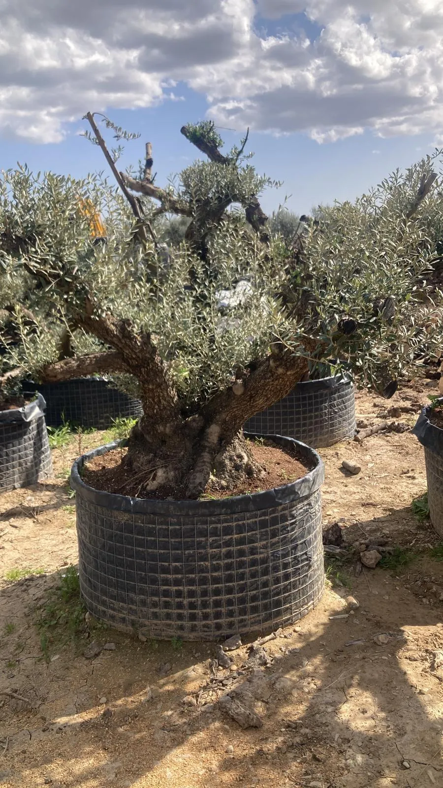Olivo exclusivo de forma única en el vivero de Olivos Burgos, ejemplar nº 8