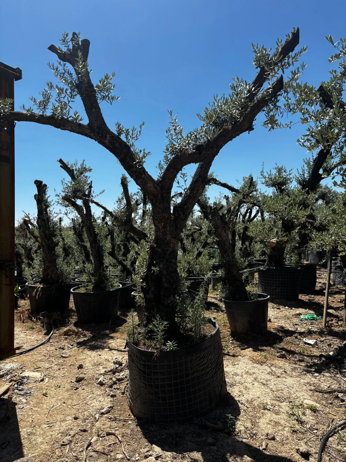 Olivo alto, plato y brazo — Olea europaea — Olivos Burgos