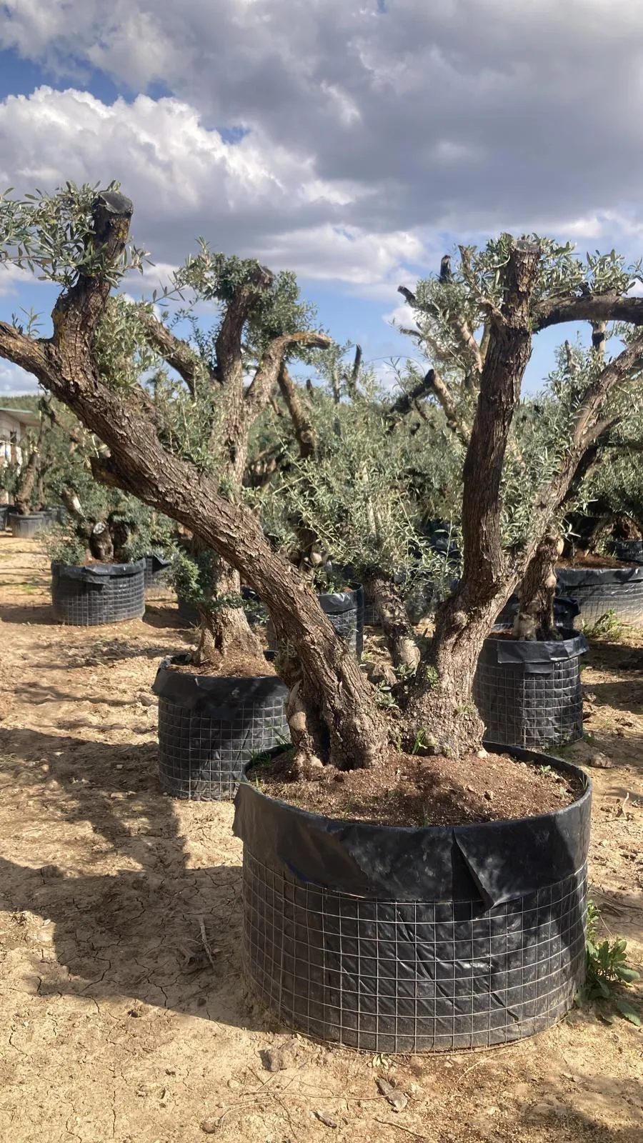 Olivo de brazos — Olea europaea — Olivos Burgos