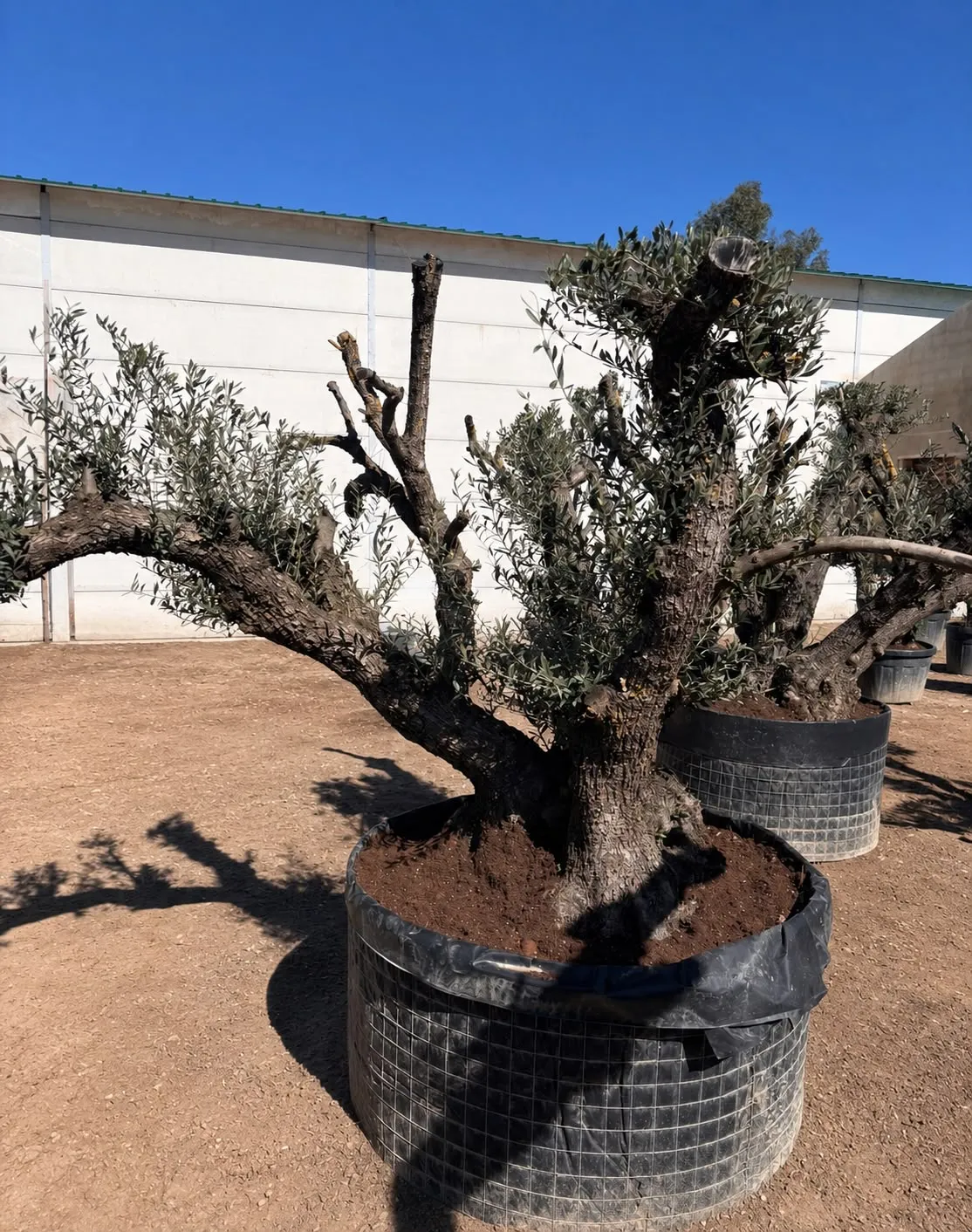 Olivo de brazos, tumbado — Olea europaea — Olivos Burgos
