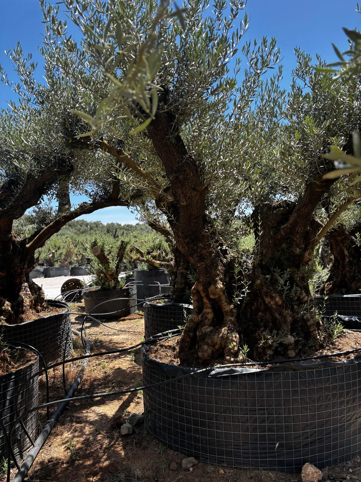 Centenario ejemplar, dos cabezas — Olea europaea — Olivos Burgos
