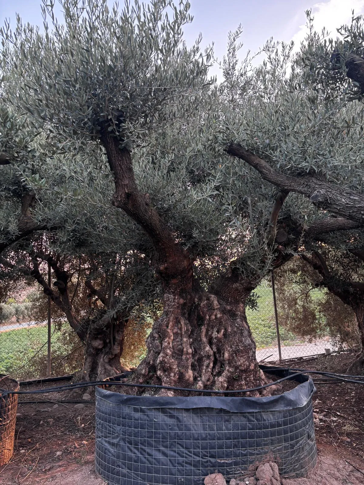 Olivo centenario — Olea europaea — Olivos Burgos
