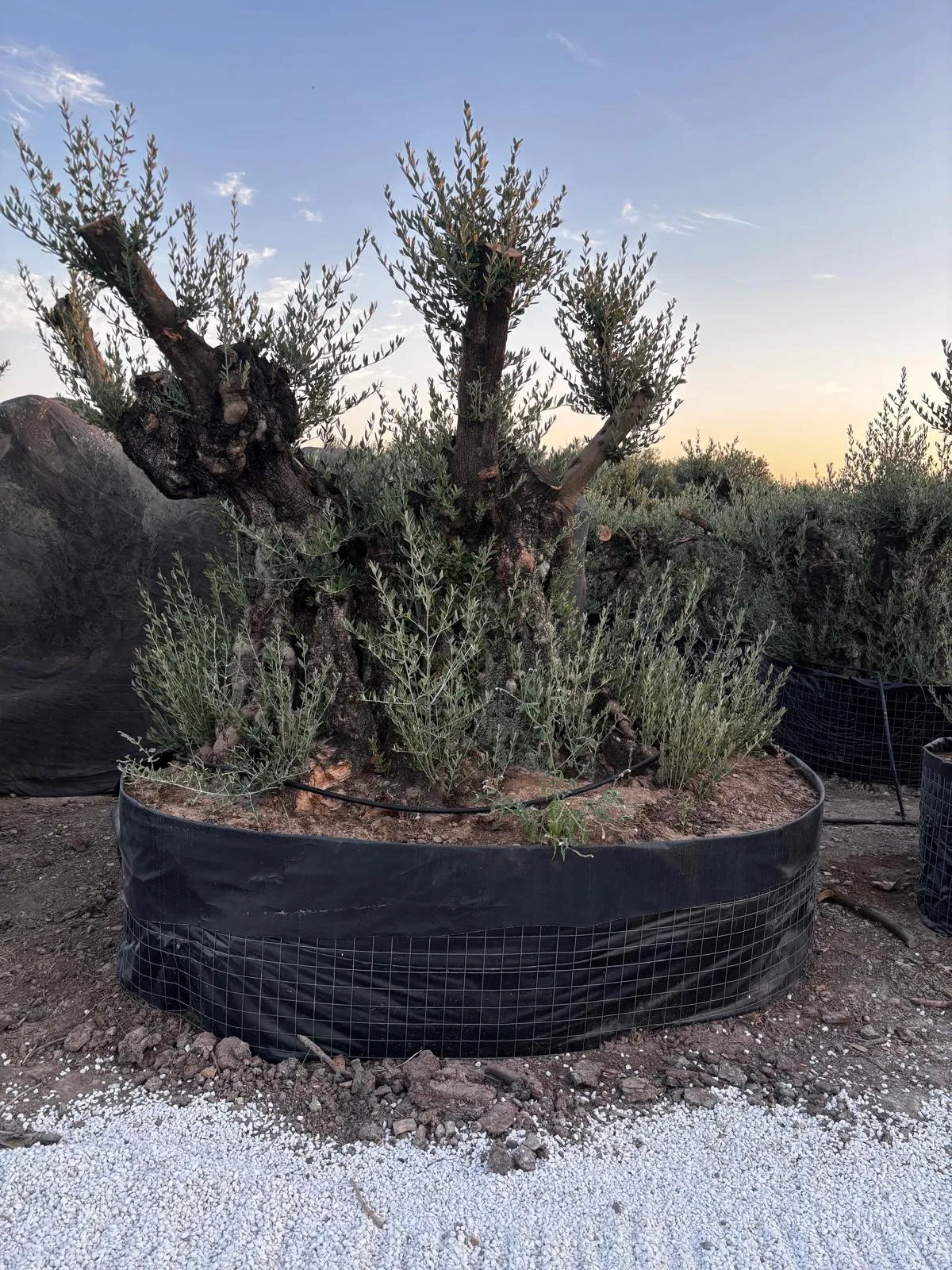 Olivo ejemplar — Olea europaea — Olivos Burgos