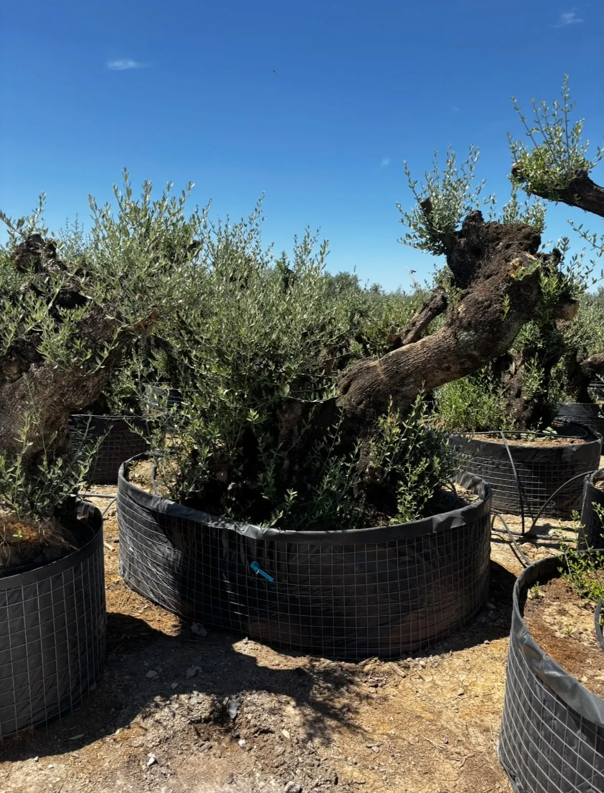Olivo tumbado — Olea europaea — Olivos Burgos