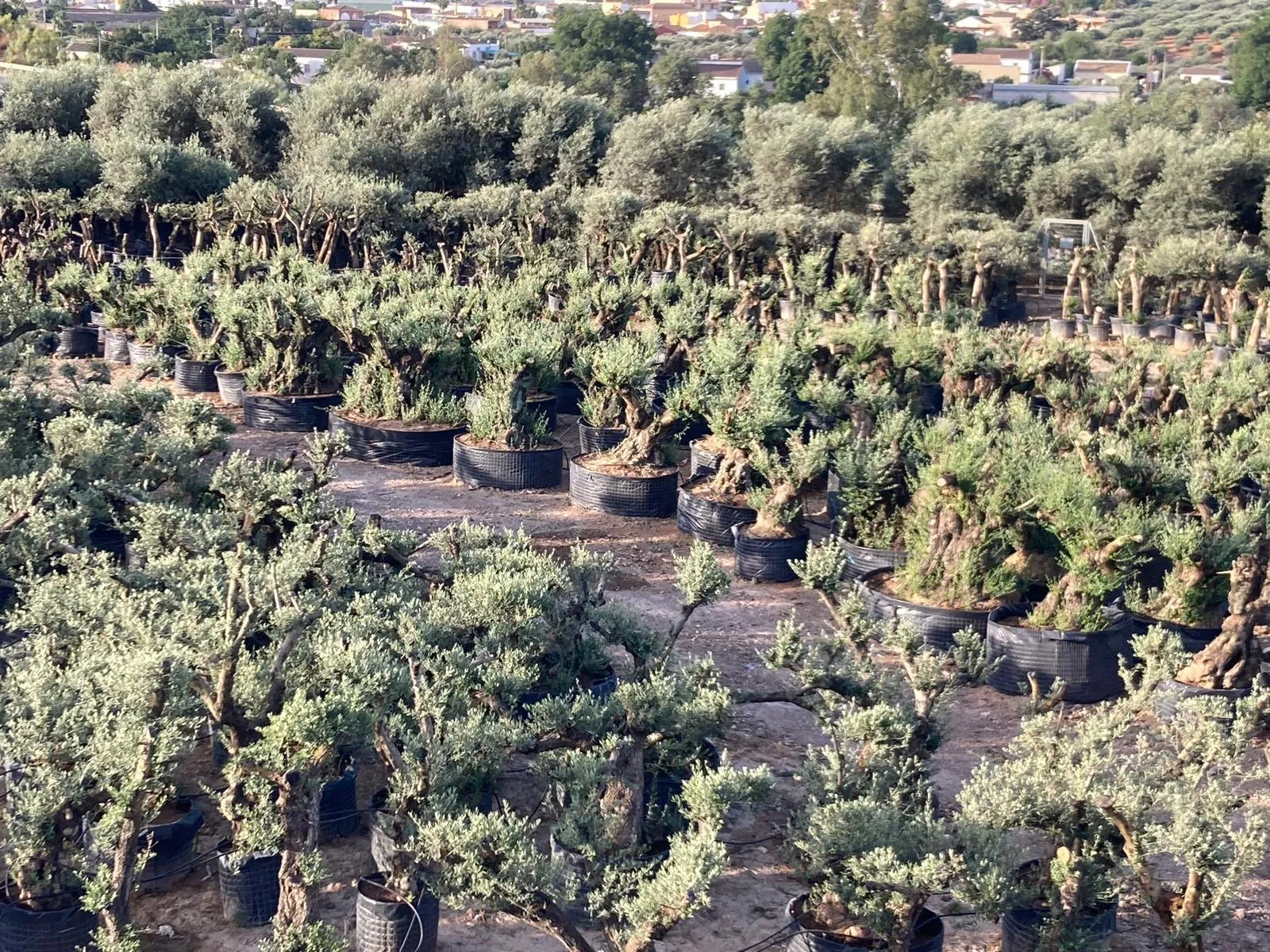 Filas de olivos ejemplares en maceta en el vivero, con el pueblo al fondo